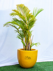 Hins Planter